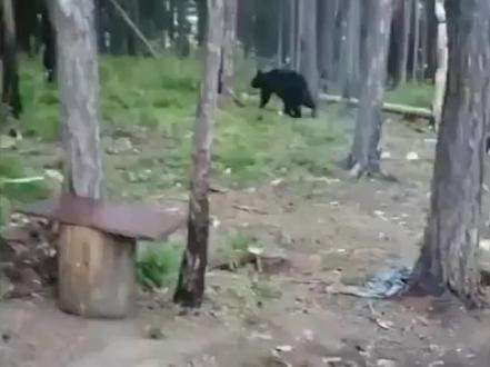 战斗猫咪!俄罗斯猫咪为保护主人与棕熊对峙 最后吓走棕熊