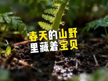 蕨菜【龙爪手 荃菜等#纯天然绿色食品 #吃出春天的味道 】