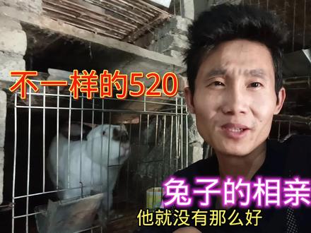 #来抖音学农技 特殊的520,养兔人给兔子安排的相亲大会见过没,看到最后有惊喜 #肉兔养殖 #养兔技术 #三农 #自繁自养 #养兔人 #养殖技术交流
