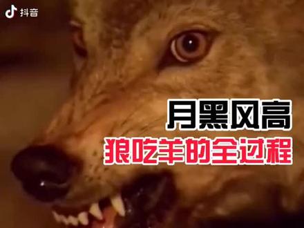 狼要吃掉阳,从次不在阳