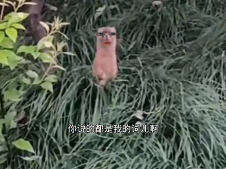 坏了 遇到人皮子讨封了#看一遍笑一遍 #搞笑配音