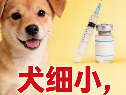 #犬瘟 #细小 #狗 犬瘟细小到底可不可怕?