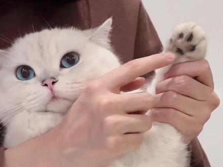 #治愈猫咪 “宝,想你了,快接电话!”