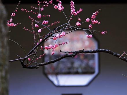 2026年1月19日实拍南京。梅岗的梅花是最懂中式美学的#梅花#南京梅花逐步进入最佳观赏期 #梅岗梅花 #江南园林#中式美学