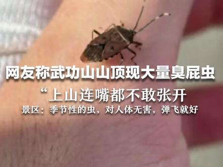 网友称武功山山顶现大量臭屁虫 “上山连嘴都不敢张开” 景区:季节性的虫,对人体无害,弹飞就好