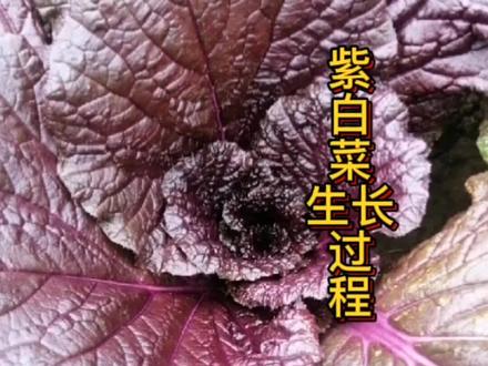 紫白菜的生长过程,它带给我很多快乐,在评论区也说说你的快乐事情吧!#菜的生长过程#紫白菜#抖音小助手