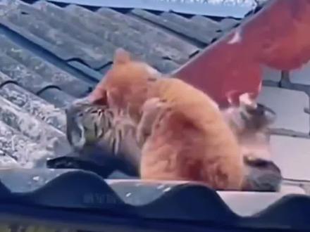 #萌宠 #猫咪 #萌宠动物 #猫咪打架日常 #动物