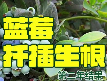 在家自己扦插蓝莓苗,不用花钱买苗简单又省心 #阳台种蓝莓 #蓝莓扦插 /DC88
