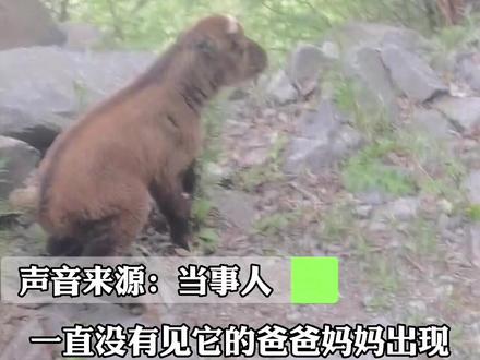 男子投喂落单小羚牛被拒,网友:妈妈教它别吃陌生人东西#万物皆有灵性 #野生动物