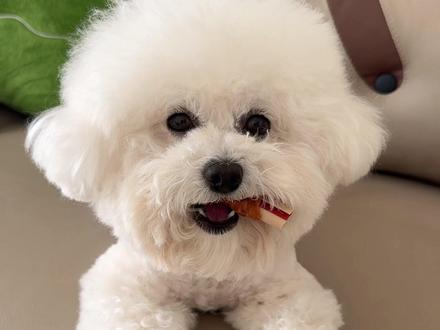 原来小狗来大姨妈也会跟人一样难受#比熊 #是宠物更是家人 #宝宝和狗 #萌宠出道计划 #养狗人