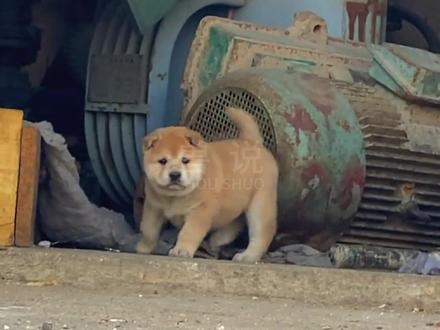 为什么全国的土狗十个有八个叫旺财? #田园犬 #铲屎官 #狗子日常 #狗狗