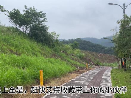 小时候的回忆,六月六地瓜熟,七月半地瓜烂#野地瓜 #大自然的馈赠 #夏天的味道 #小地瓜 #重庆美食