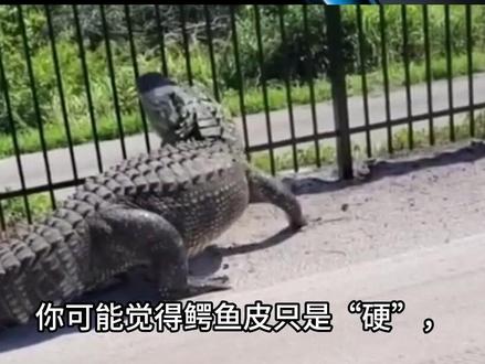 反坦克武器升级,装甲怎么办?中国方案:学鳄鱼“扭一扭”!
#军事科普 #军迷发烧友 #军事科技 #军事爱好者 #军事迷