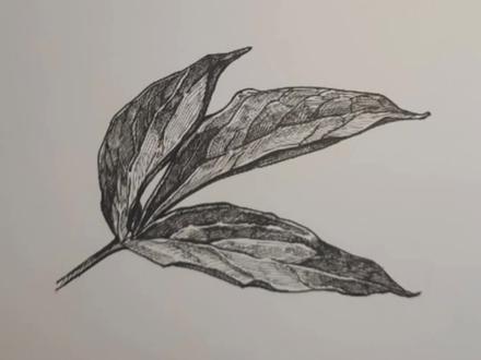 线描画花叶子#一起学画画 #绘画 #线描