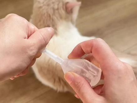 用开塞露的便秘猫见过吗?#猫便秘 #猫便秘怎么办 #糖猫