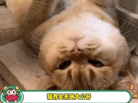 猫届关系网原来是这样的#流浪猫 #找猫大法 #猫咪 #娱乐评论大赏