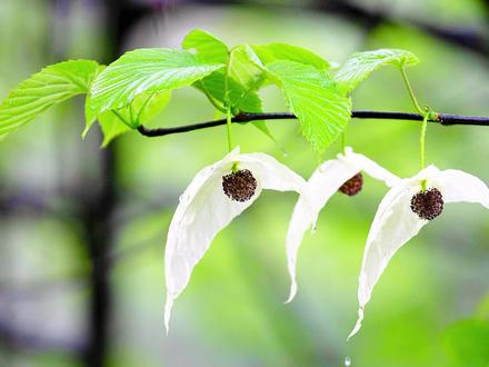 珙桐:植物界的大熊猫 #植物 #植物科普 #植物百科 #珍稀植物 #活化石 #植物熊猫 #感受大自然的气息和美景 #治愈系风景