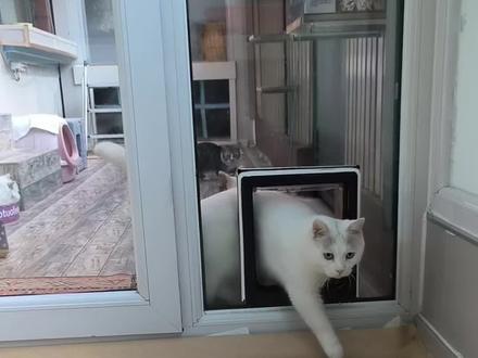 还没想好用什么给阳光房取暖,猫友们有好取暖工具推荐一下🙏🙏🙏