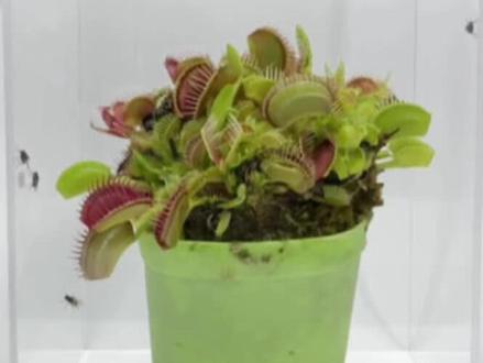 把苍蝇和捕蝇草关在一起!会发生什么事?#捕蝇草 #苍蝇