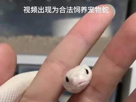 新手蛇友们看过来!#爬宠 #蛇🐍 #新手养殖
