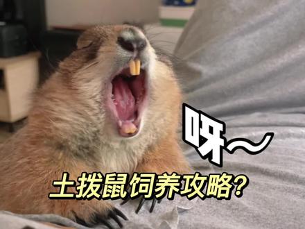 土拨鼠要喂他吃数据线的哦~听说有人需要#土拨鼠 饲养攻略嘛???@王小怪