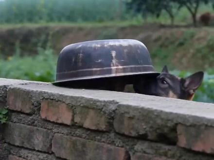 #AI放鞭炮炸铁盆 #随变ai随便玩 #随变放炮炸出一个小可爱