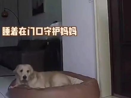 这个世界真的不能没有狗狗#狗狗故事 #宠物狗 #萌宠 #家有金毛 #毛孩子