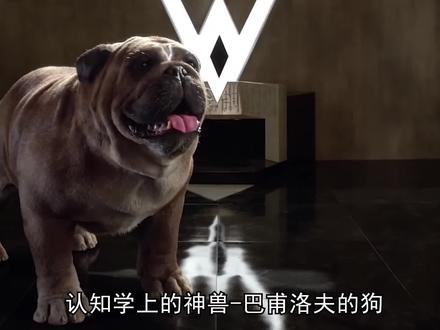 你的某些反应可能没有经过大脑,条件反射的巴甫洛夫的狗#烧脑 #条件反射 #科普