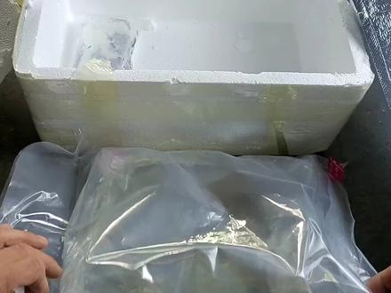 网购一条长相奇特的海鲜当宠物养,卖家还送了我一大堆乌贼卵! #唤醒春日元气生活 #鳐鱼 #乌贼 #水族