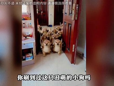 你刷到过这个丑萌的小狗吗? #奇闻奇事 #猎奇 #猫meme #刀盾狗 #我的观影报告