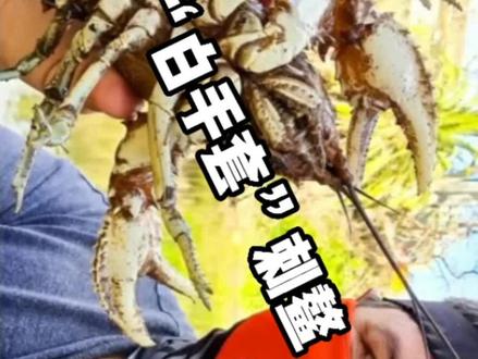 “白手套”墨累河刺鳌虾#墨累河刺鳌