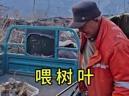 就地取材,冬季给羊吃树叶,辛苦点拉回来就行#新农人计划2026 #乡村生活家 #养羊人