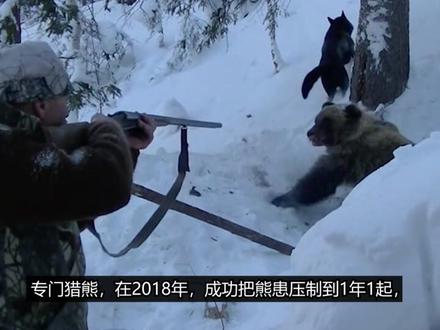 日本一月死12人,你这是熊灾,还是人祸啊? #日本 #日本熊灾 #熊