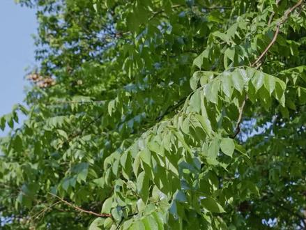 栾树为什么会滴水#栾树 #蚜虫防治 #蚜虫 #树木 #虫灾 #蚜虫大爆发 #五月 #洗车 #园林绿化 #热门