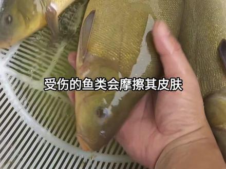 丁桂鱼,又叫丁须岁,金鲑鱼,被称为鱼类中的医生鱼,杂食性鱼类,一年生长1-2斤,最大能长10斤,皮厚肉紧,肉质细嫩好吃,适应性强,病害少,抗高寒低氧,养殖简单,各地水域都可以养殖。#三农 #我的乡村生活 #乡村守护人 #抖音助农 #新农人计划2023