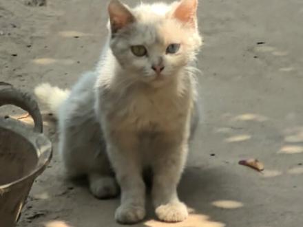 丧彪似乎已经被其他猫取代。 #瓜子二手车#猫咪日常 #流浪猫