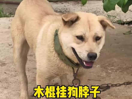 一招改掉狗狗追车坏习惯