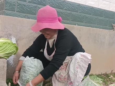 #新农人计划2025 天气冷了给白菜套袋让多长几天!