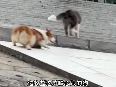 都说了边牧是边牧,狗是狗 #边牧 #狗狗 #牧羊犬