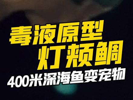 毒液原型找到了?深海400米的灯颊鲷竟成为了宠物, 而且一条价格很贵。 #毒液的原型找到了 #灯颊鲷 #神奇动物在抖音 #毒液 #动物科普 #宠物 @DOU+小助手 @抖音青少年 @抖音小助手 #动物世界