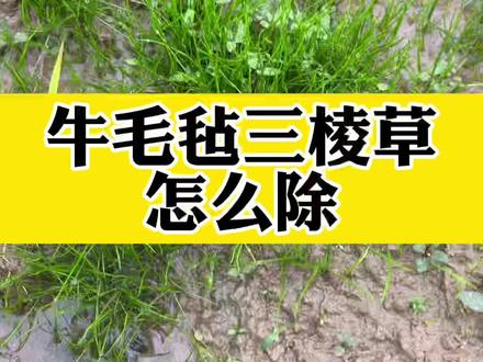 选对封闭药,不管是移栽抛秧机插,还是直播田里的牛毛毡三棱草鸭舌草、稗草千金子都好除#牛毛毡#三棱草#鸭舌草#水稻除草#种田