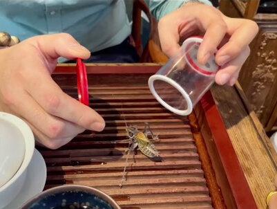 #蝈蝈 新脱顶完肚以后控食,两天以后喂胡萝卜保持水份,然后添加豆类,保持七分饱@抖音小助手 #鸣虫文化