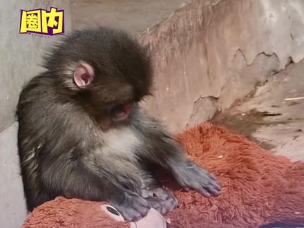 #小猴子 panchi一定要健康幸福长大啊!#panchi #可爱