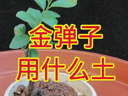 #金弹子 #盆景 #金弹子配土教程 @@树根 金弹子配土来了,金弹子对土壤的要求不高,因地制宜。