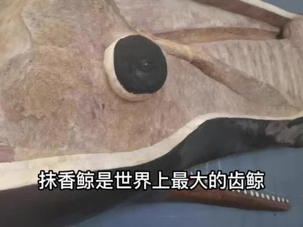 #鲸鱼 什么?抹香鲸拥有世界上最长的鼻祖?这是真的吗?听听@生命奥秘博物馆创始人 隋鸿锦 怎么说吧!速来围观抹香鲸的身体结构🥸