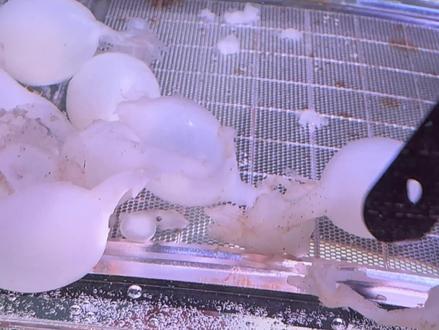 发现一只破壳小墨鱼#墨鱼 #神奇动物在抖音 #动物世界