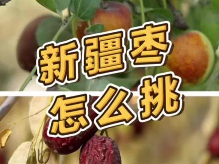 环塔行 | 新疆红枣开始收获,红枣、骏枣、冬枣、灰枣、鸡心枣,你能分得清吗?该怎么挑?这个视频告诉你。#金秋问农