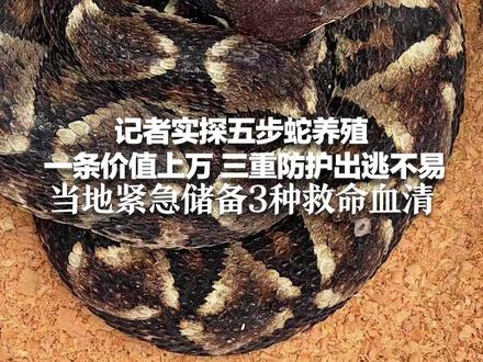 记者实探五步蛇养殖场 一条价值上万 三重防护出逃不易 当地紧急储备3种救命血清