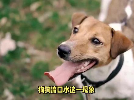 狗狗流口水怎么回事 #养狗经验分享 #科学养宠