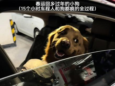 十几个小时的车程给狗子坐成铁腚了#带狗狗回村过年啦 #萌宠出道计划 #萌宠日常记录 #金毛 #携宠出游